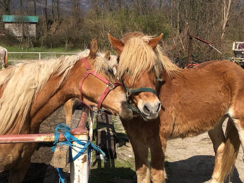Skola jahanja za osobe s invaliditetom 3